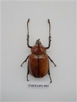 藏品(金龜科(一)外國)的圖片